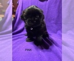 Small Photo #7 Shorkie Tzu Puppy For Sale in GALVA, IL, USA