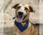 Small German Shepherd Dog Mix