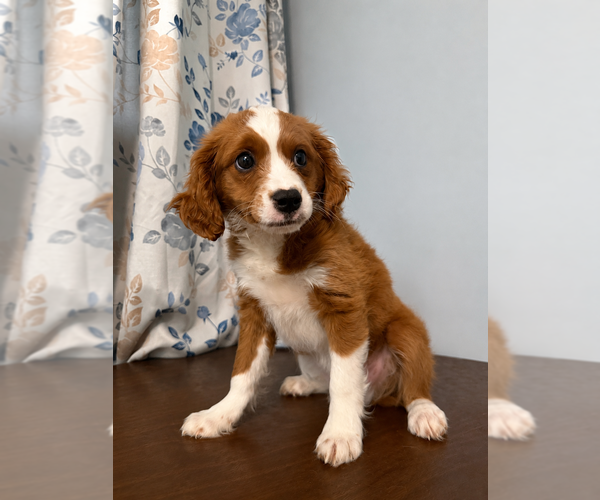 Medium Photo #11 Cavapoo (Miniature) Puppy For Sale in DURHAM, CT, USA