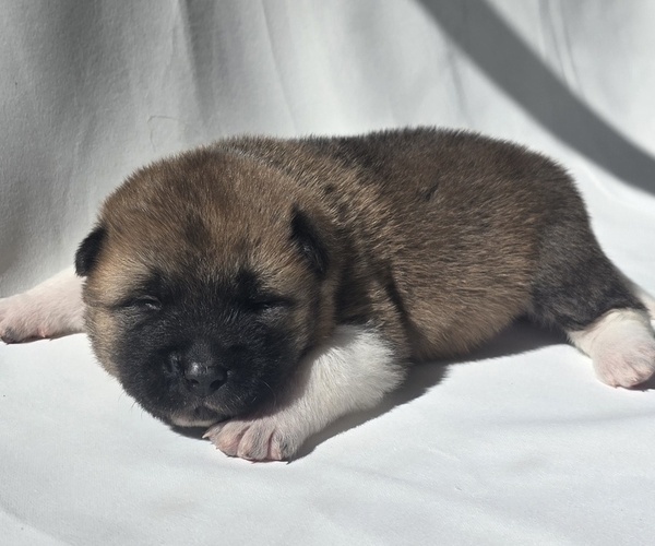 Medium Photo #7 Akita Puppy For Sale in STRAFFORD, MO, USA