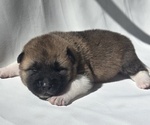Small Photo #7 Akita Puppy For Sale in STRAFFORD, MO, USA