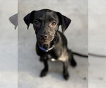 Small Chihuahua Mix