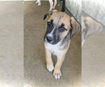 Small #2 Australian Shepherd Mix