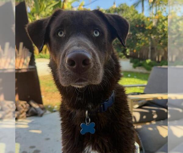 Medium Photo #3 Labrador Retriever-Unknown Mix Puppy For Sale in San Diego, CA, USA