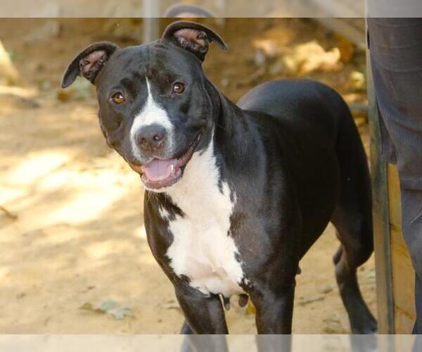 Medium Photo #1 American Staffordshire Terrier-Unknown Mix Puppy For Sale in Tallahassee, FL, USA