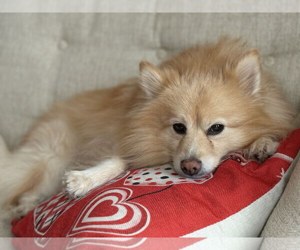 Medium Photo #4 Pomeranian Puppy For Sale in St. Louis Park, MN, USA