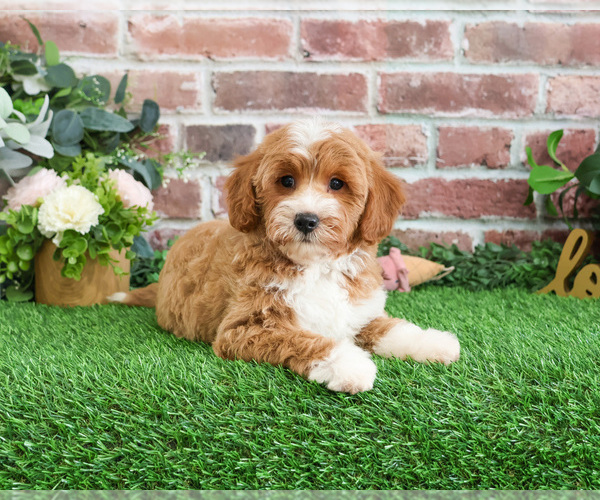 Medium Photo #7 Goldendoodle mix (+ Poodle Miniature) Puppy For Sale in SYRACUSE, IN, USA
