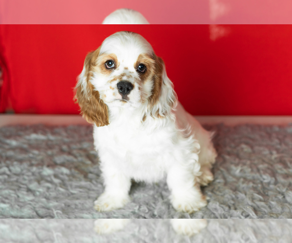 Medium Photo #1 Cocker Spaniel Puppy For Sale in NAPPANEE, IN, USA