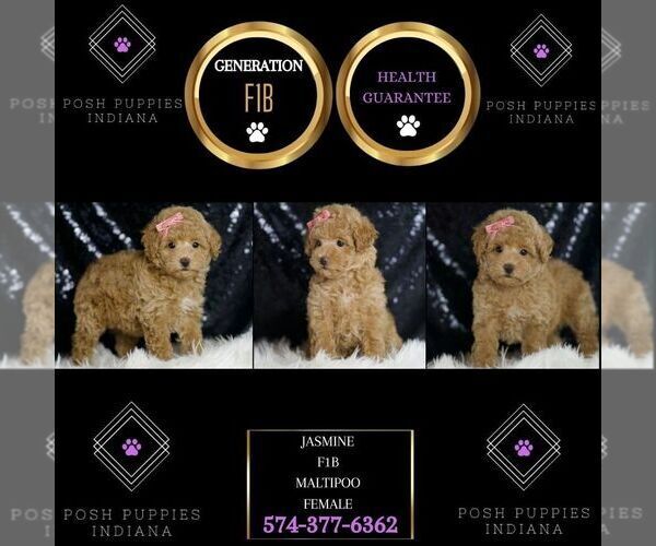 Medium Photo #1 Maltipoo Puppy For Sale in WARSAW, IN, USA