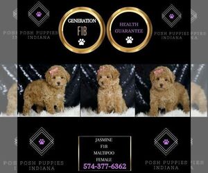 Maltipoo Puppy for sale in WARSAW, IN, USA