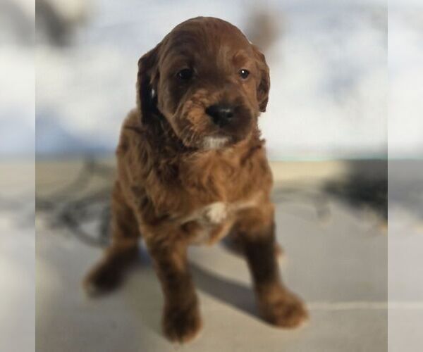 Medium Photo #1 Irish Doodle (Miniature) Puppy For Sale in NEW HOLLAND, PA, USA