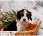 Small Photo #4 Cavalier King Charles Spaniel Puppy For Sale in MARCELLUS, MI, USA