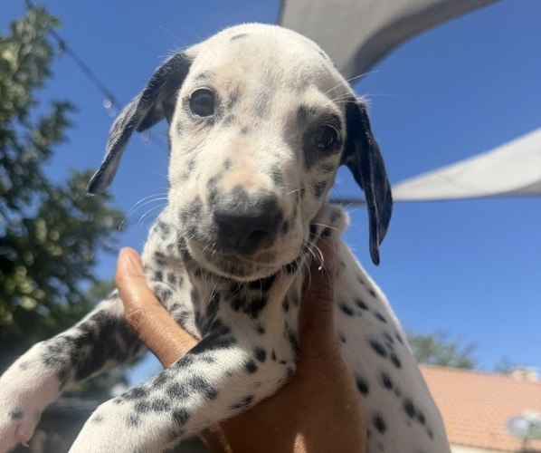 Medium Photo #4 Dalmatian Puppy For Sale in COLTON, CA, USA