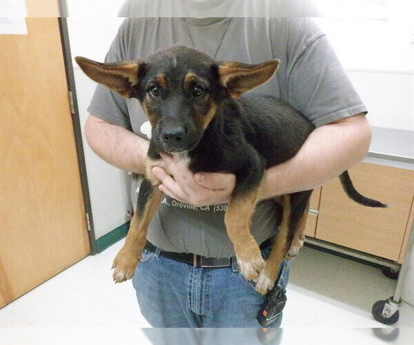 Medium Photo #1 German Shepherd Dog-Texas Heeler Mix Puppy For Sale in Oroville, CA, USA