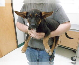 German Shepherd Dog-Texas Heeler Mix Dogs for adoption in Oroville, CA, USA