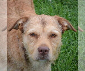 Border Collie-Petit Basset Griffon Vendeen Mix Dogs for adoption in Huntley, IL, USA