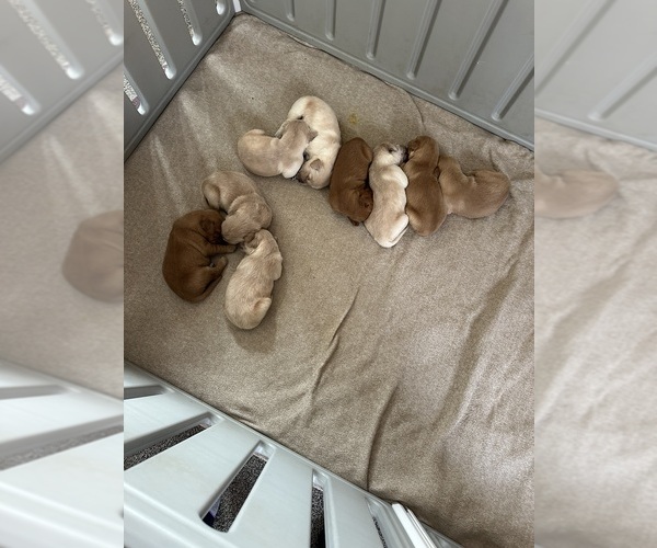 Medium Photo #5 Golden Retriever Puppy For Sale in AUSTIN, MN, USA