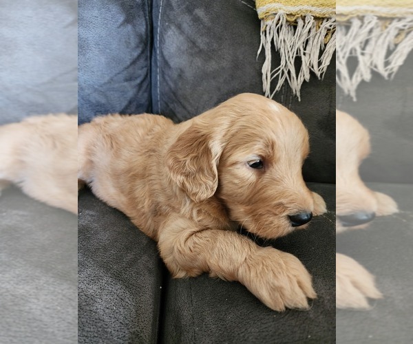 Medium Photo #1 Goldendoodle Puppy For Sale in SHELBYVILLE, TN, USA