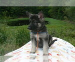 Small #6 German Shepherd Dog