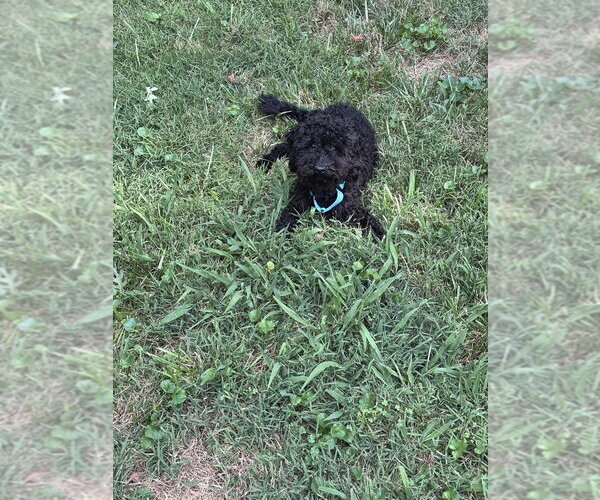 Medium Photo #3 Poodle (Miniature) Puppy For Sale in Mooresville, NC, USA