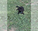 Small #2 Poodle (Miniature)
