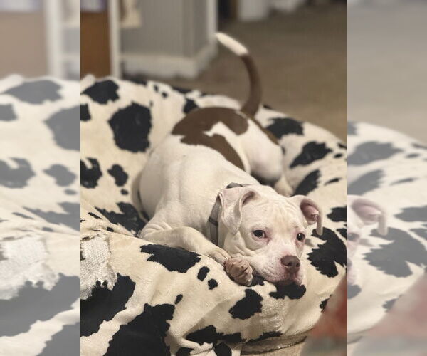 Medium Photo #4 Mutt Puppy For Sale in Boston, MA, USA