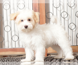 Maltipoo Puppy for sale in NAPLES, FL, USA