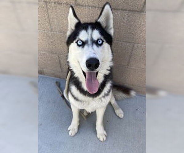 Medium Photo #1 Siberian Husky Puppy For Sale in Salinas, CA, USA