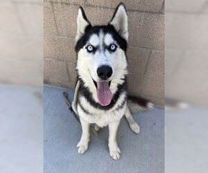 Siberian Husky Dogs for adoption in Salinas, CA, USA