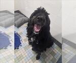 TROOPER - Male Bernedoodle Dog for Adoption - Small photo