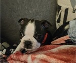 Puppy Ryder Boston Terrier