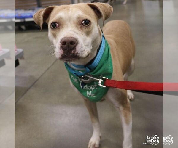 Medium Photo #3 Labrador Retriever-Unknown Mix Puppy For Sale in Washington, DC, USA