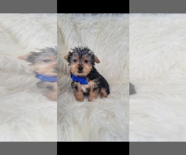 Medium Photo #2 Yorkshire Terrier Puppy For Sale in INDIANAPOLIS, IN, USA