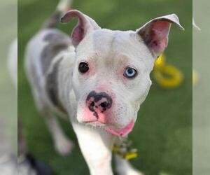 Mutt Dogs for adoption in Las Vegas, NV, USA