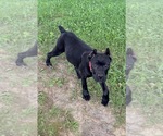 Small #41 Cane Corso
