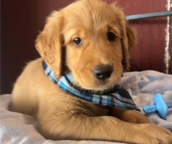 Medium Photo #1 Golden Retriever Puppy For Sale in FRESNO, CA, USA