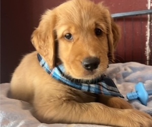 Golden Retriever Puppy for Sale in FRESNO, California USA