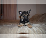 Small Photo #7 Alaskan Malamute-German Shepherd Dog Mix Puppy For Sale in WHITE CITY, OR, USA