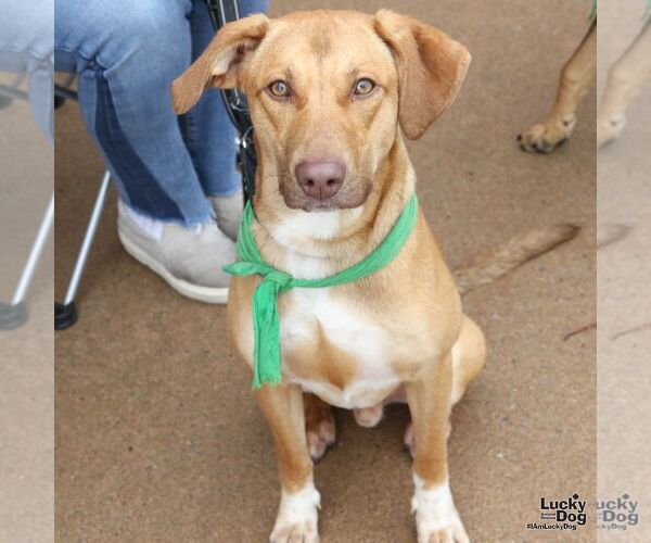 Medium Photo #7 Labrador Retriever-Unknown Mix Puppy For Sale in Washington, DC, USA