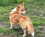 Small Photo #1 Aussie-Corgi Puppy For Sale in GRANTS PASS, OR, USA