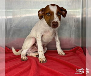 Lab-Pointer Dogs for adoption in Washington, DC, USA