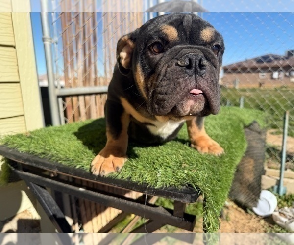 Medium Photo #9 English Bulldog Puppy For Sale in TOPANGA, CA, USA