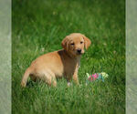 Small Photo #17 Labrador Retriever Puppy For Sale in FRESNO, OH, USA