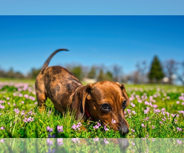 Medium Photo #1 Dachshund Puppy For Sale in NEVADA CITY, CA, USA