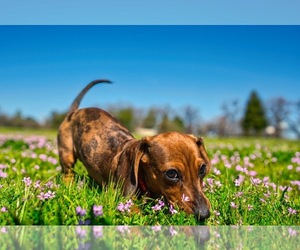 Mother of the Dachshund puppies born on 06/02/2025