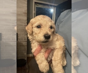 Goldendoodle Puppy for sale in COPELAND, NC, USA