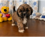 Small #18 Lhasa Apso