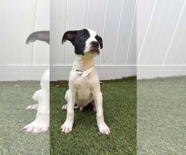Medium Photo #2 Boxer-Unknown Mix Puppy For Sale in Pompano Beach , FL, USA