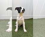 Small #1 Boxer Mix