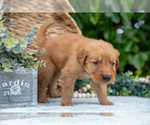 Small Photo #25 Golden Retriever Puppy For Sale in WOLCOTTVILLE, IN, USA